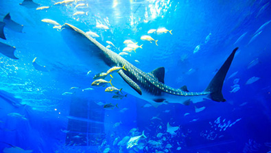沖繩美麗海水族館官方節目圖片