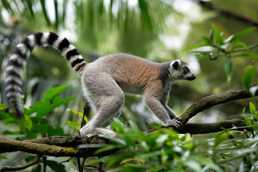 Rainforest Wild Adventure EAST Lemur Land狐猴棲息地