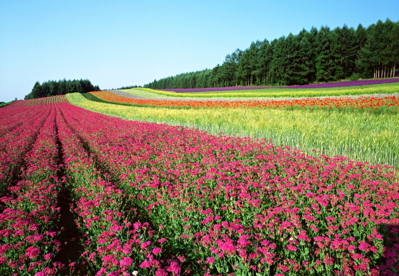 富良野 Farm Tomita 花田全景