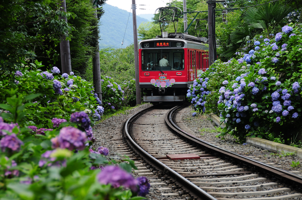 箱根登山電車旁盛開的紫陽花