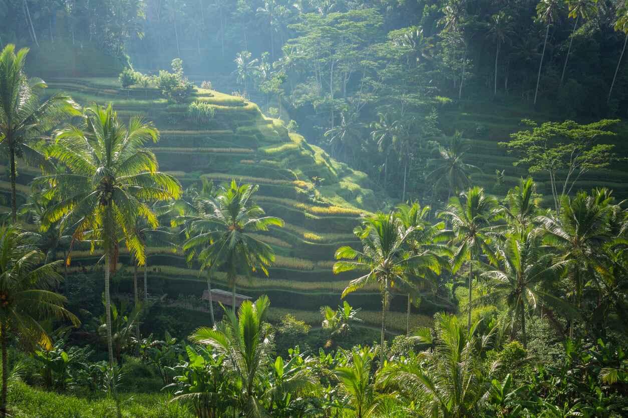 峇里稻田與椰樹晨光實景