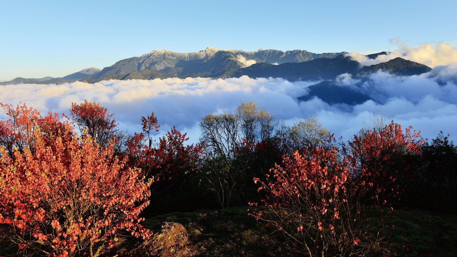 阿里山楓紅與雲海景觀