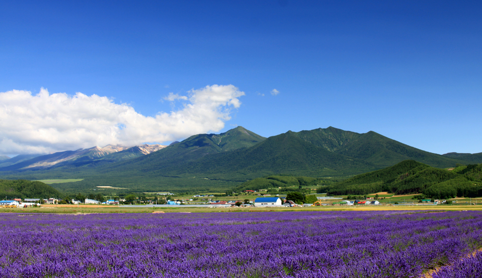 Lavender East薰衣草田與山景