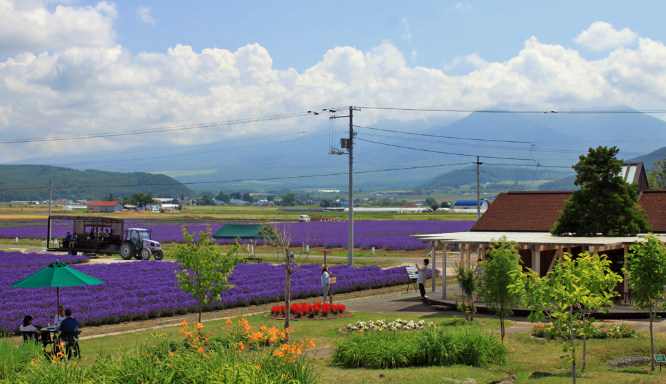 Farm Tomita Lavender East設施與薰衣草田